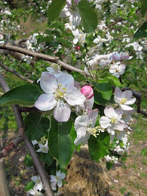 リンゴの花