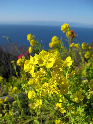 菜の花