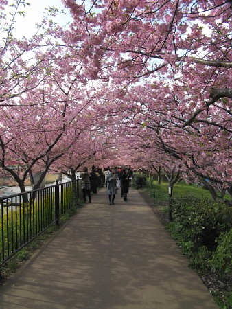 河津桜