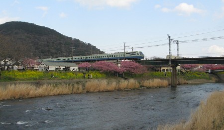 河津桜