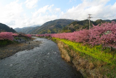 河津桜