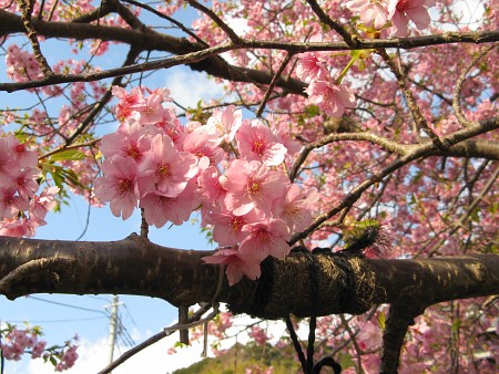 河津桜