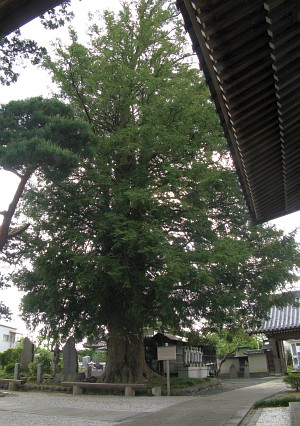 石田寺のかやの木