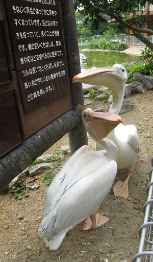 豊橋総合動植物公園:ペリカン