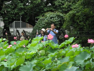 ハスの花