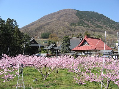 兜山と保雲寺と桃の木