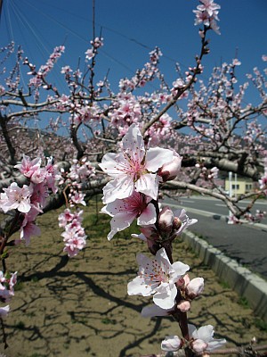 桃の花