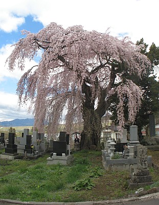 八柱神社のシダレザクラ