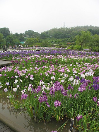 横須賀市立しょうぶ園