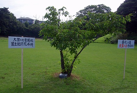 東京大学検見川総合運動場