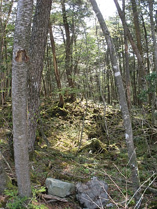 青木ヶ原樹海