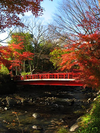 桂橋