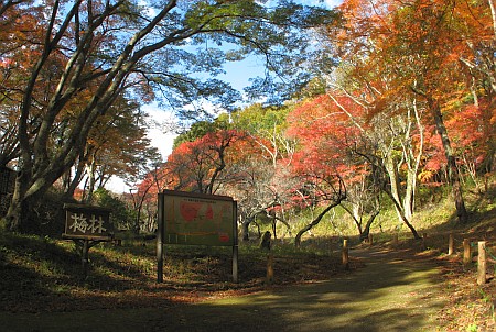 修善寺梅林