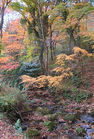 紅葉