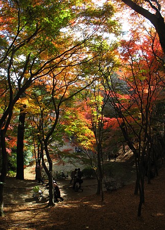 修善寺自然公園