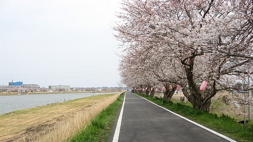 桜川堤