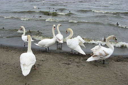 霞ヶ浦の白鳥