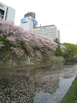 駿府城跡外堀の桜