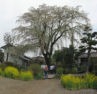 矢板武記念館の枝垂桜