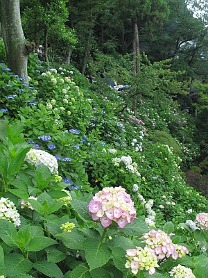 長谷寺の紫陽花