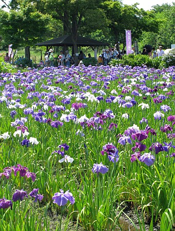 上尾丸山公園