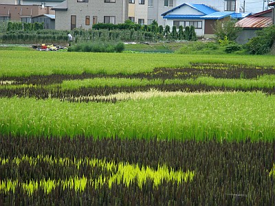 田んぼアート