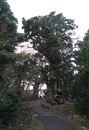 大瀬崎のビャクシン樹林