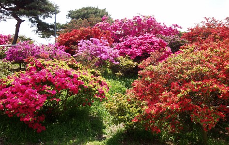 つつじが岡公園