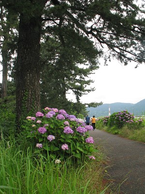 酒匂川