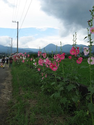 ハナアオイ農道