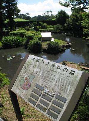 大賀ハス発祥の地