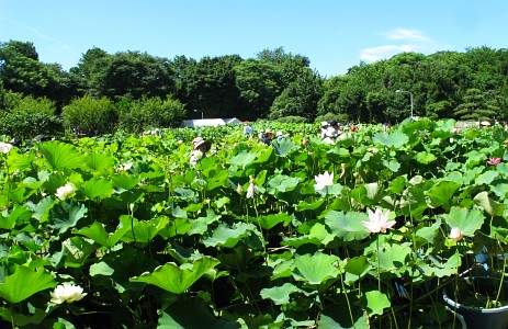 東京大学農学生命科学研究科付属緑地植物実験所