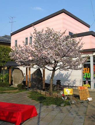 静桜