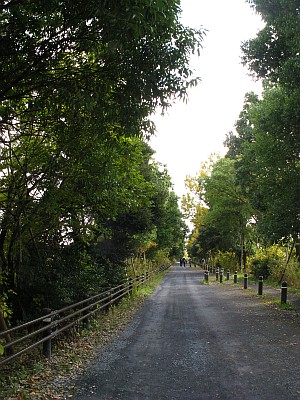 見沼みちくさ道路