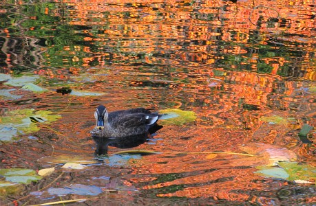 せせらぎ公園