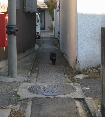 黒猫さん