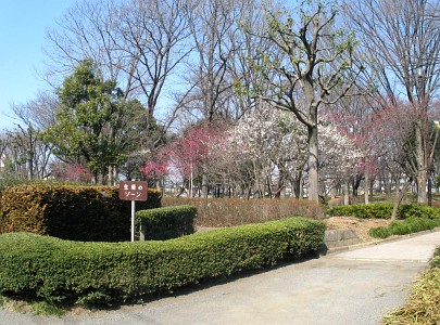 日野中央公園