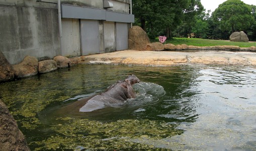 豊橋総合動植物公園:カバ