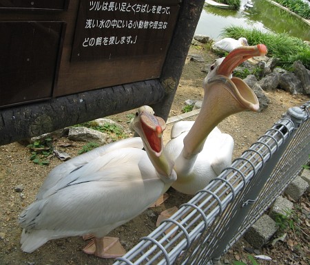 豊橋総合動植物公園:ペリカン