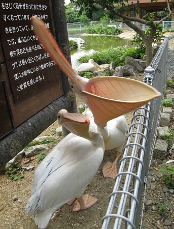 豊橋総合動植物公園:ペリカン