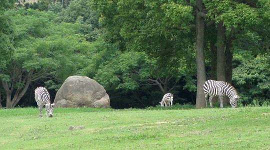 豊橋総合動植物公園:シマウマ