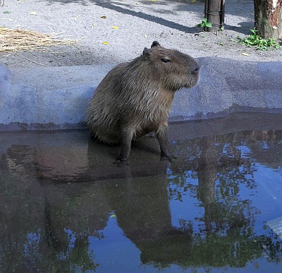 カピバラ