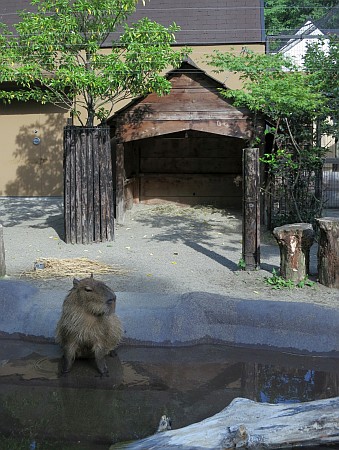 カピバラ小屋